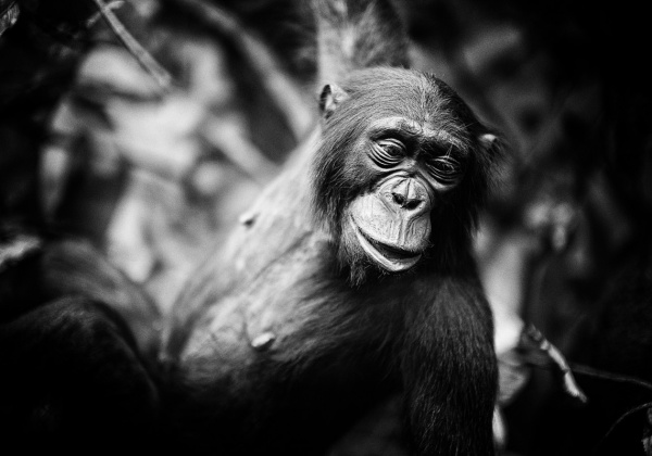 The Primate in You