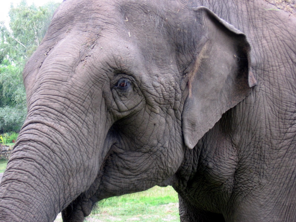 Another Tragic Death as a Result of Elephant Rides