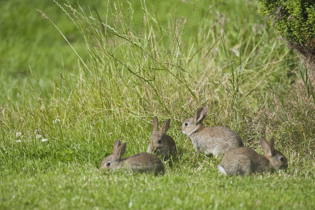 baby rabbits