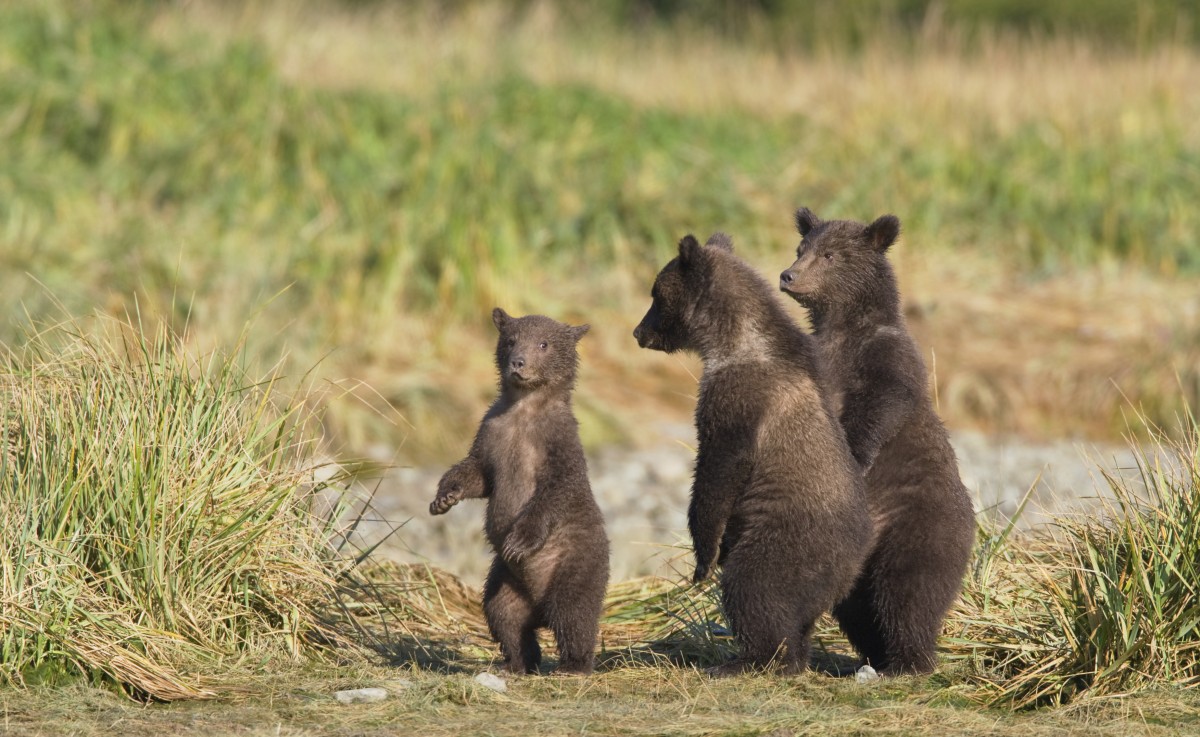 Baby bears