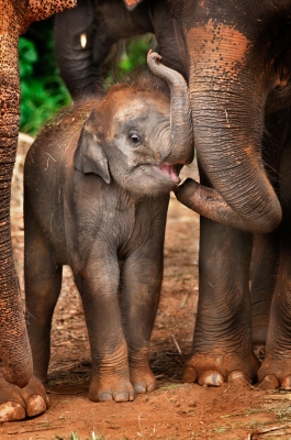 trunks elephants