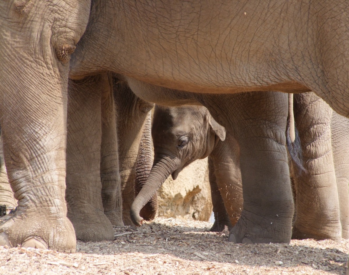 Cute Baby Elephants: Born to Be Wild! (Photos)