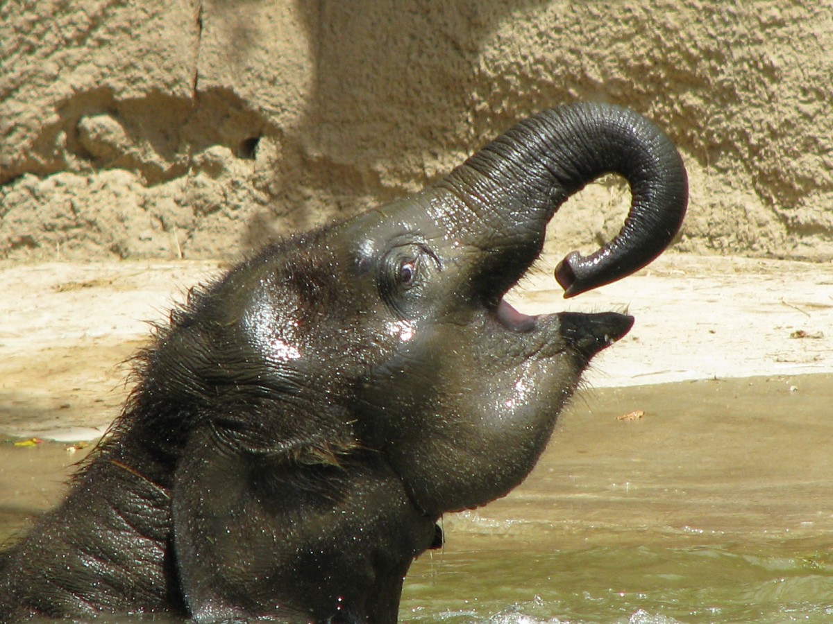 Baby elephant bathing