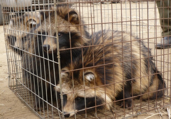Faces of the Fur Industry (Photo List)