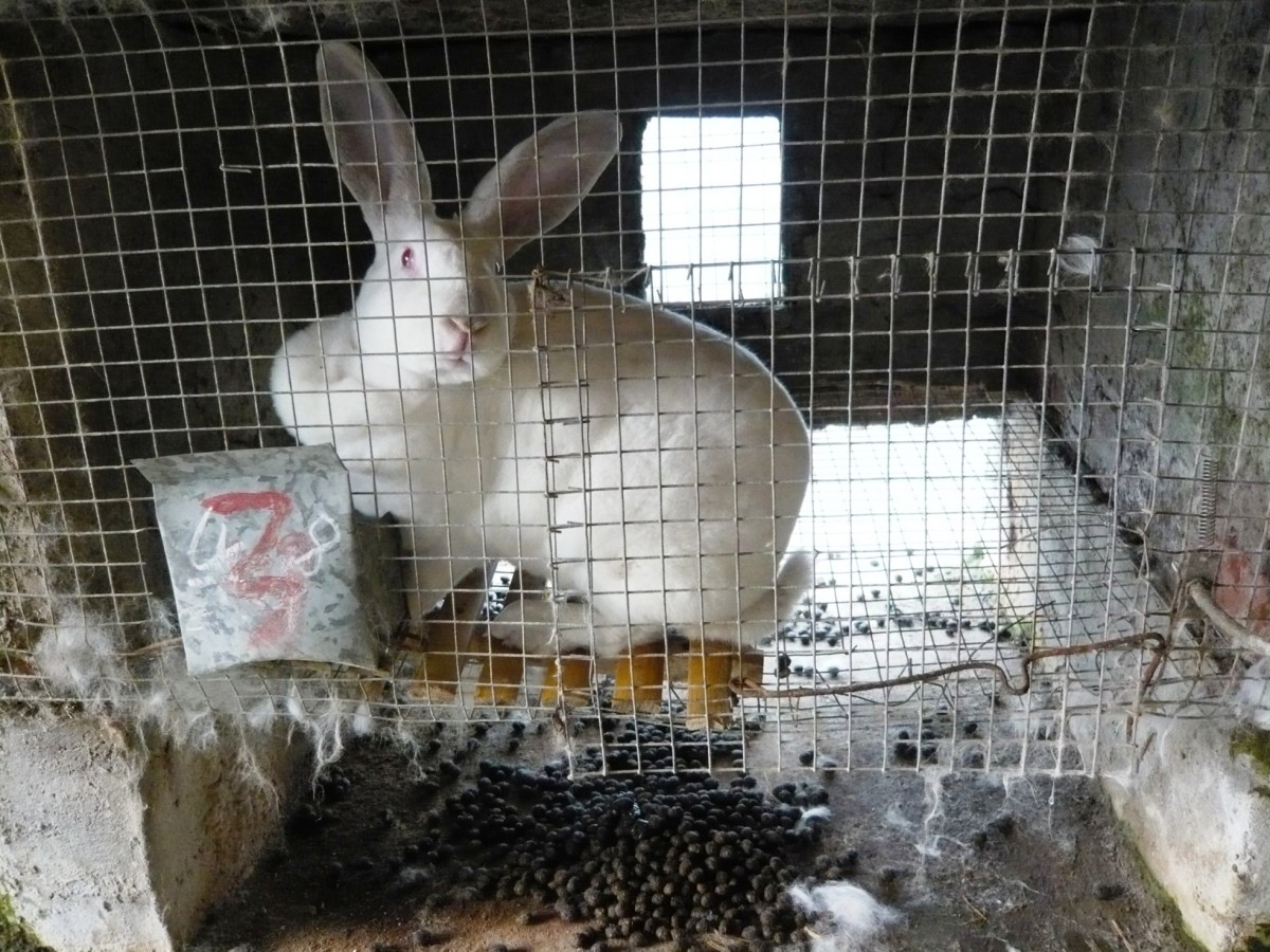 China Rabbit Fur Farm