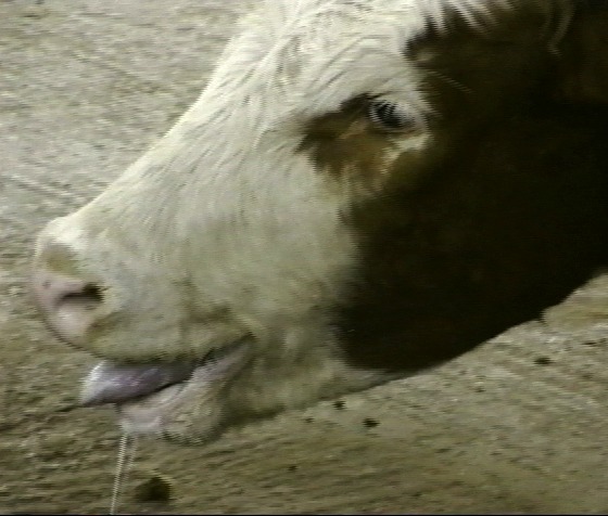 Cow profile with tongue