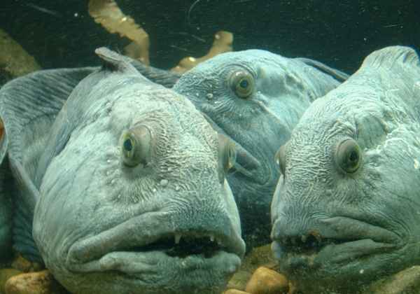 The Fish That Changed Me