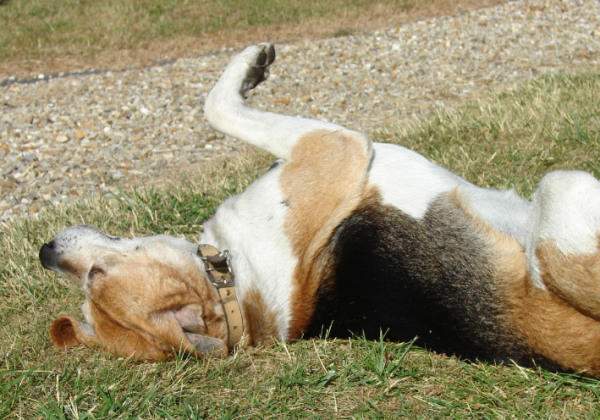 The Joys of Adopting an Older Animal