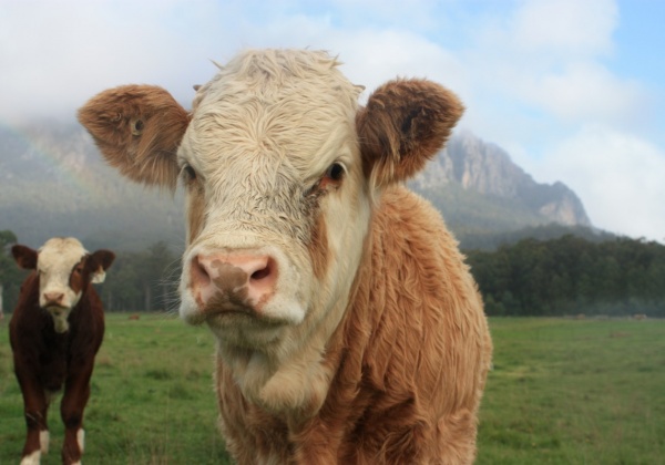 Reasons Why I’m Vegan