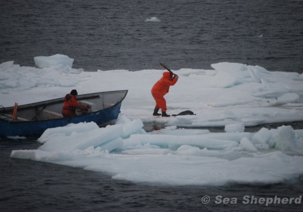 Urge Canada to End Its Shameful Seal Slaughter