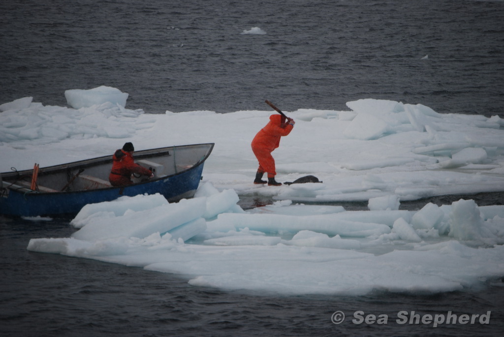 Support the End of Canada’s Seal Slaughter