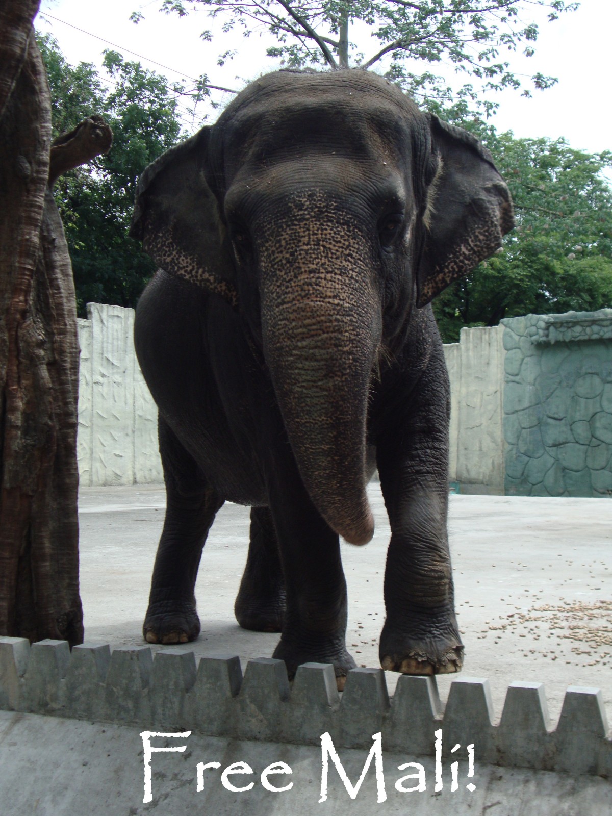 URGENT! Help Save Lonely, Bored, Miserable Elephant