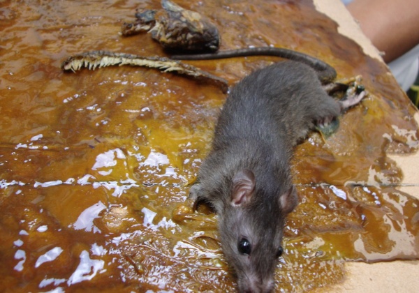 The Unfortunate Mr. Rat