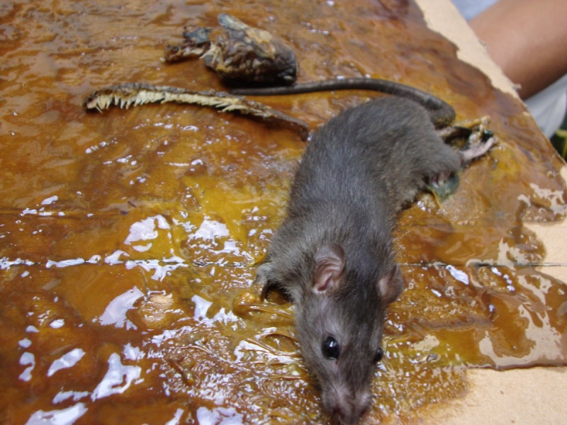 https://www.petaasia.com/wp-content/uploads/2012/05/Glue-trap-rat-April-2012-3-800x600.jpg