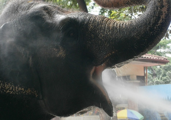 Save Mali! Study Says Elephants Die Earlier in Zoos