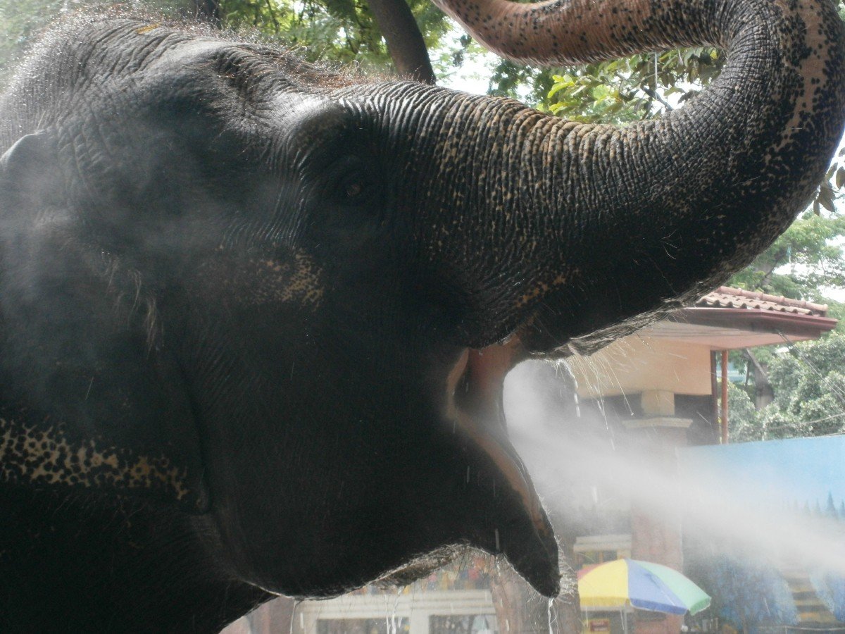Save Mali! Study Says Elephants Die Earlier in Zoos