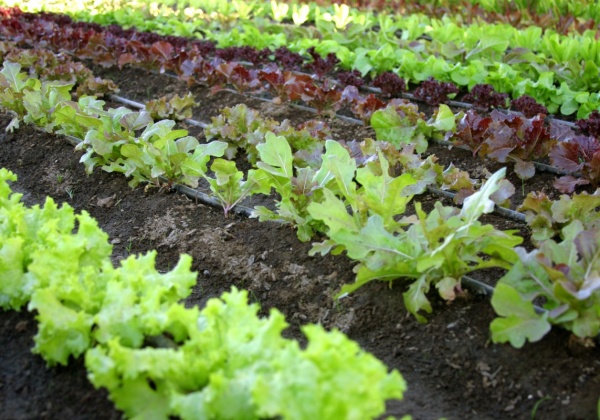 Save $$! Grow Your Own Veggies!
