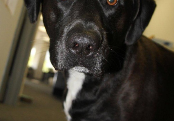 Healthy Home-Cooked Vegan Meals … for ‘Man’s Best Friend’!