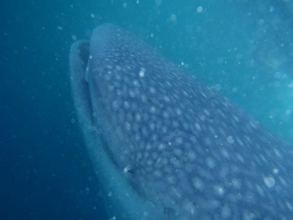 Donsol whale shark