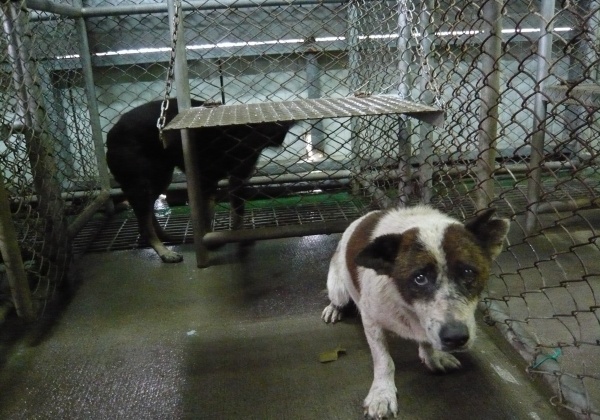Urgent Alert: Tell Cairo University to STOP Animal Abuse