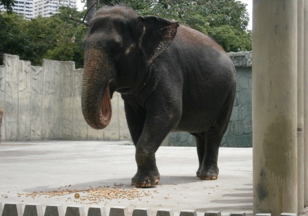 World-Renowned Elephant Veterinarian: Mali Is Suffering