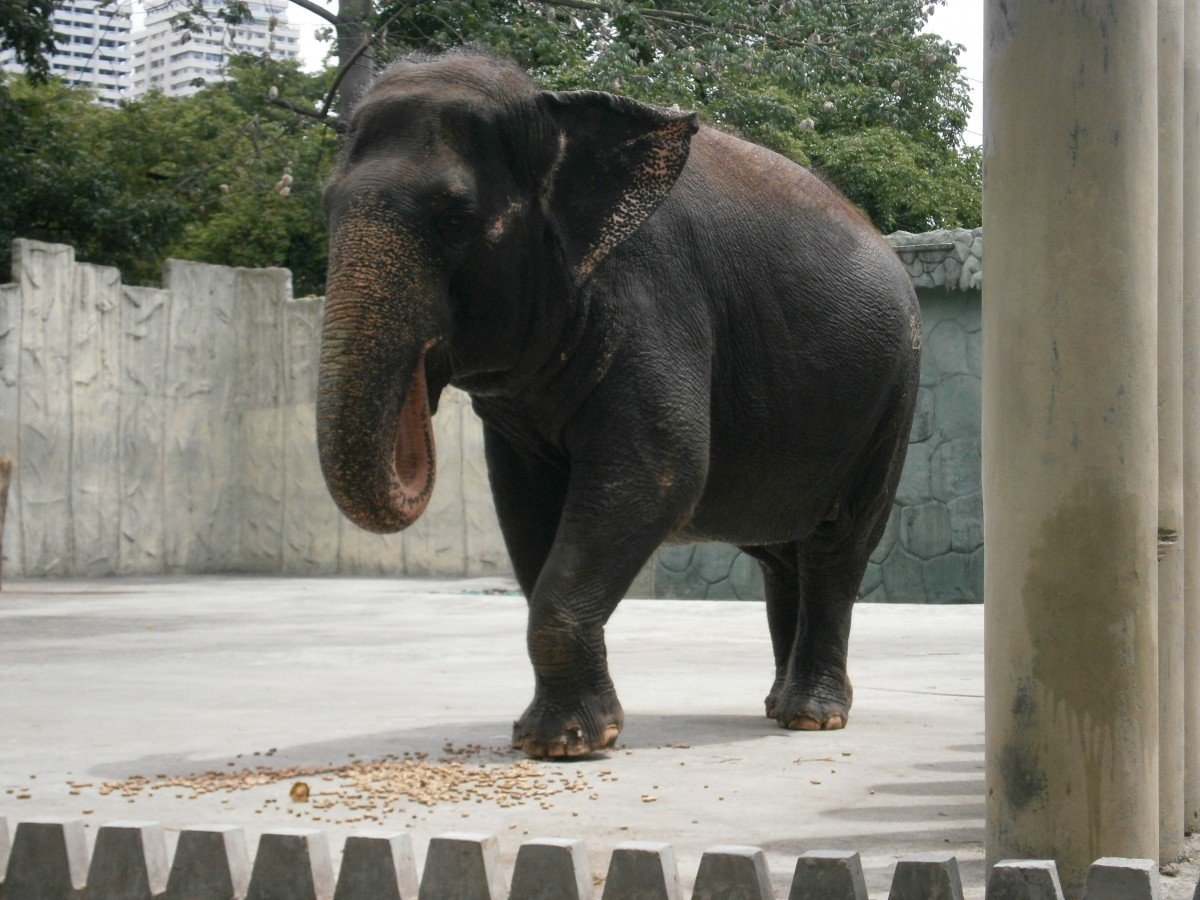 Mali the elephant at the Manila Zoo