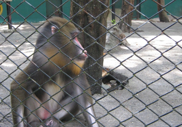 Urgent Alert: Ask Government to Close the Surabaya Zoo