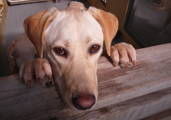 Join the Fight to End Animal Abuse in China
