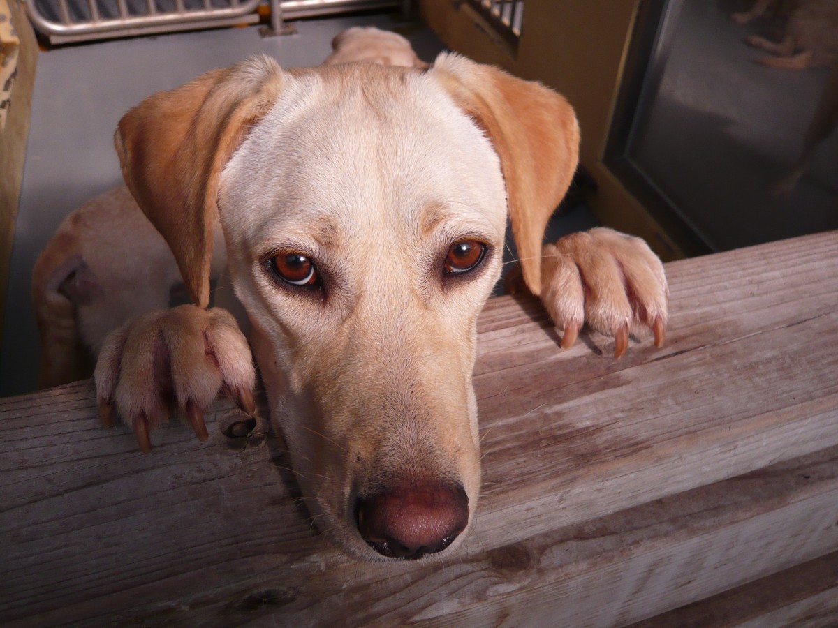 Join the Fight to End Animal Abuse in China - News - PETA Asia Join the Fight to End Animal Abuse in China - News - PETA Asia