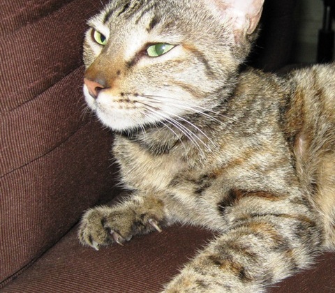 How to Be an Effective Armchair Activist for Animals!