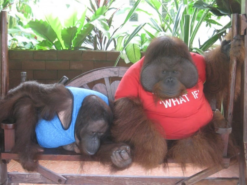 Countless animals spend their days “posing” for photos with tourists at the Sriracha Zoo.