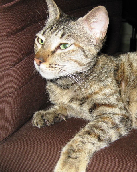 Cat in office chair