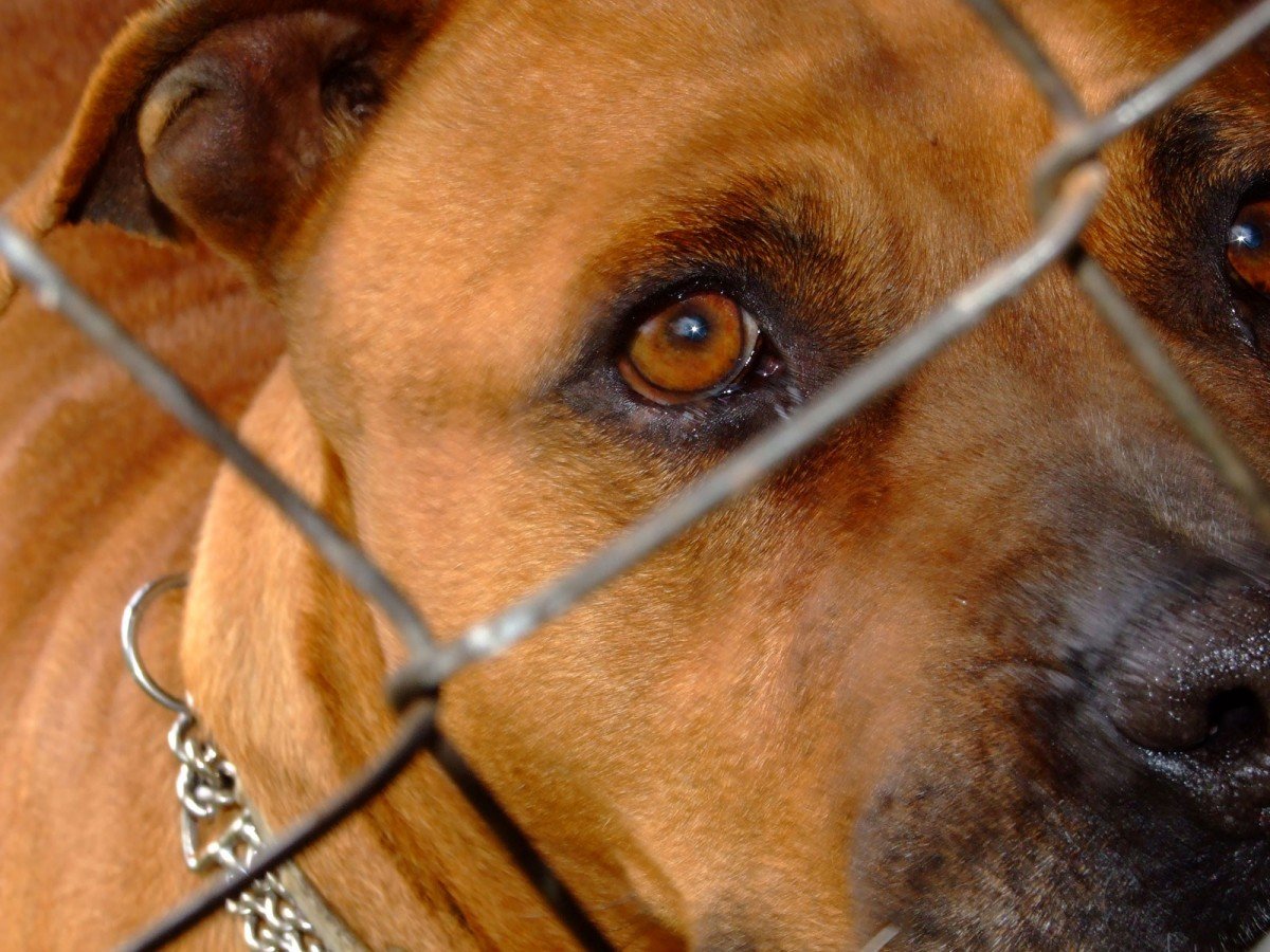 Dog in cage