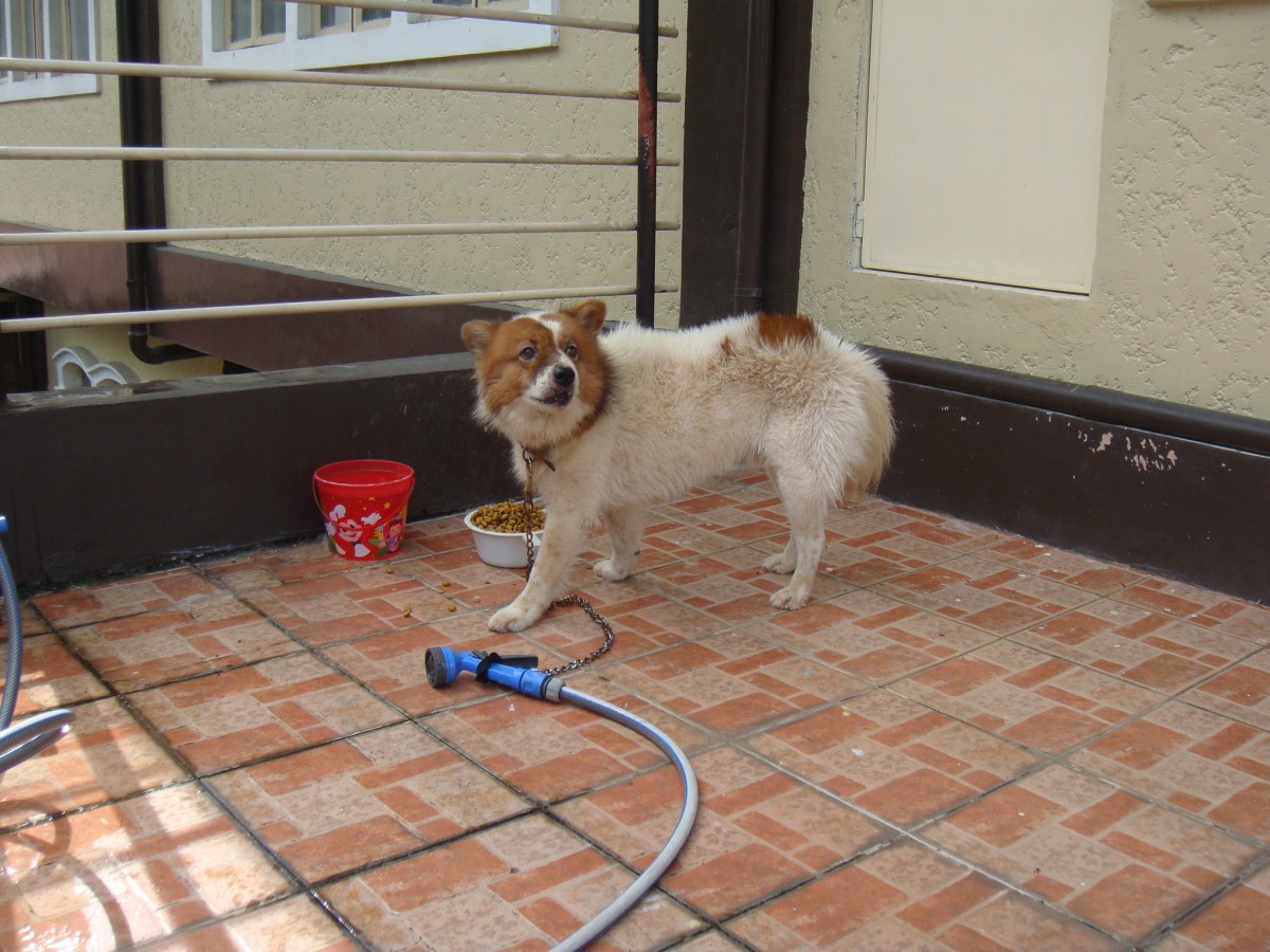 PETA animal rescue in Marikina