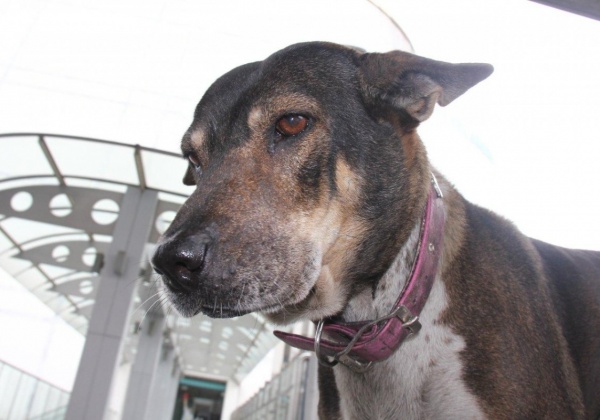 Urgent Alert: Ask Malaysian Authorities to Crack Down on Puppy Killers
