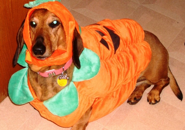 Caring for Your Companion Animal