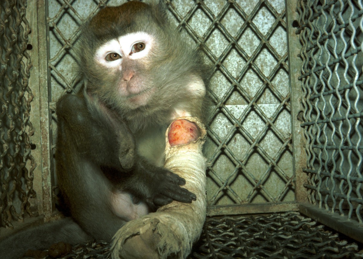 No Monkey Business! Tell Airlines to Stop Transporting Monkeys to Laboratories!