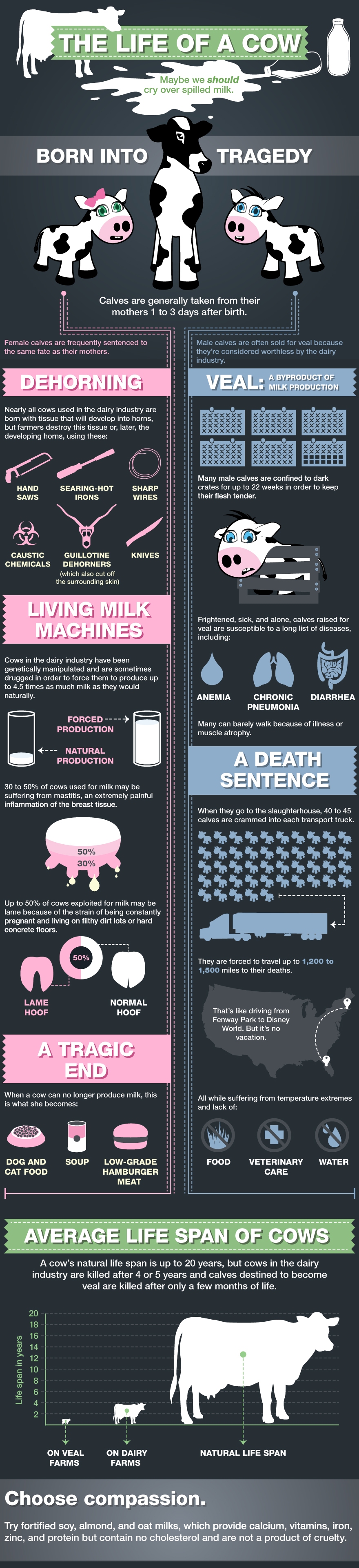 Life of a cow infographic