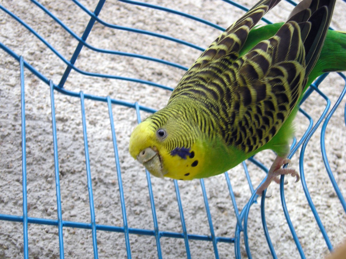 Caged parakeet