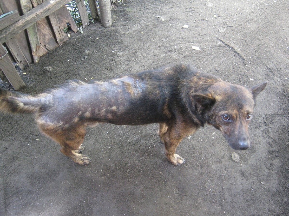 PETA helping dog with mange