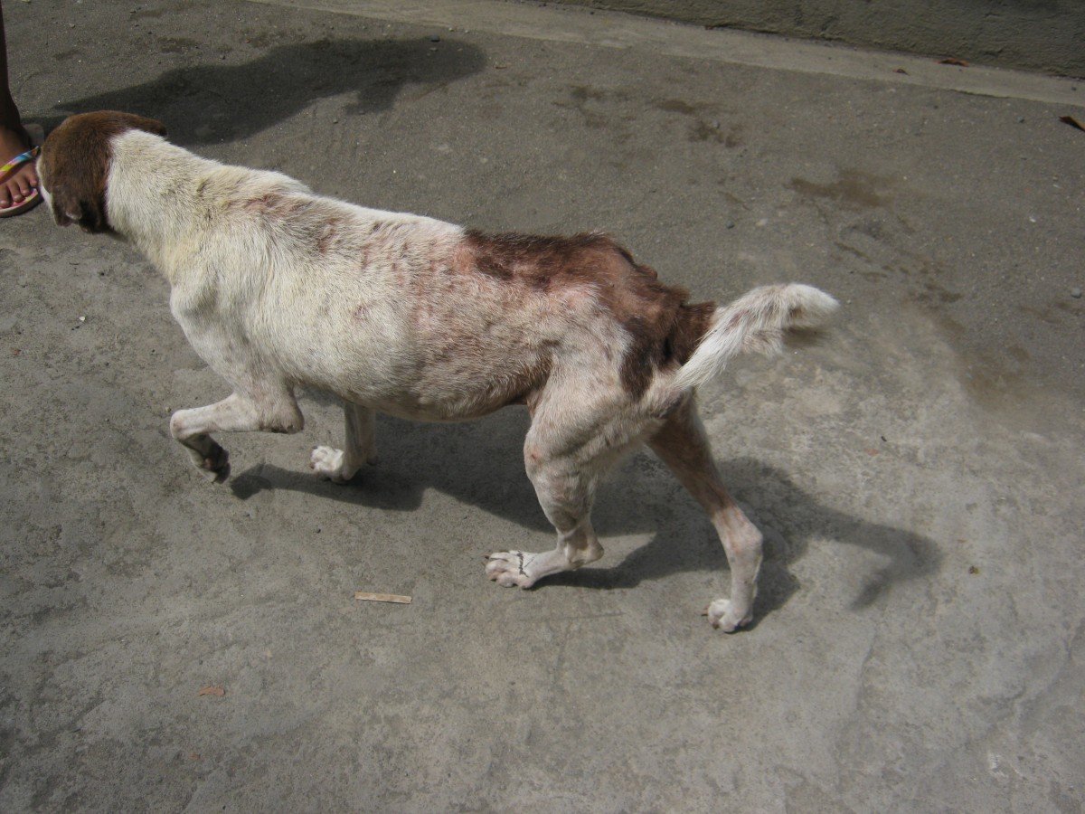 PETA helping dog with mange