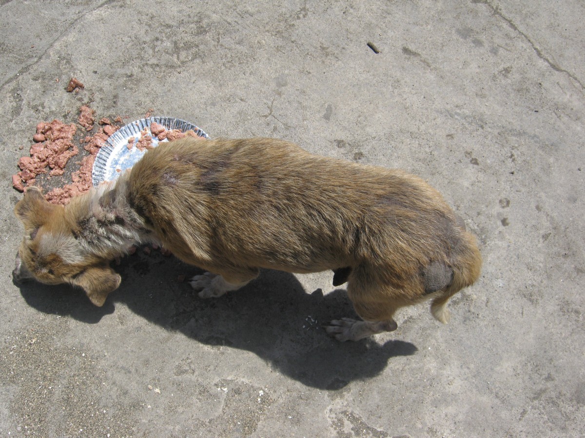 Dog with mange