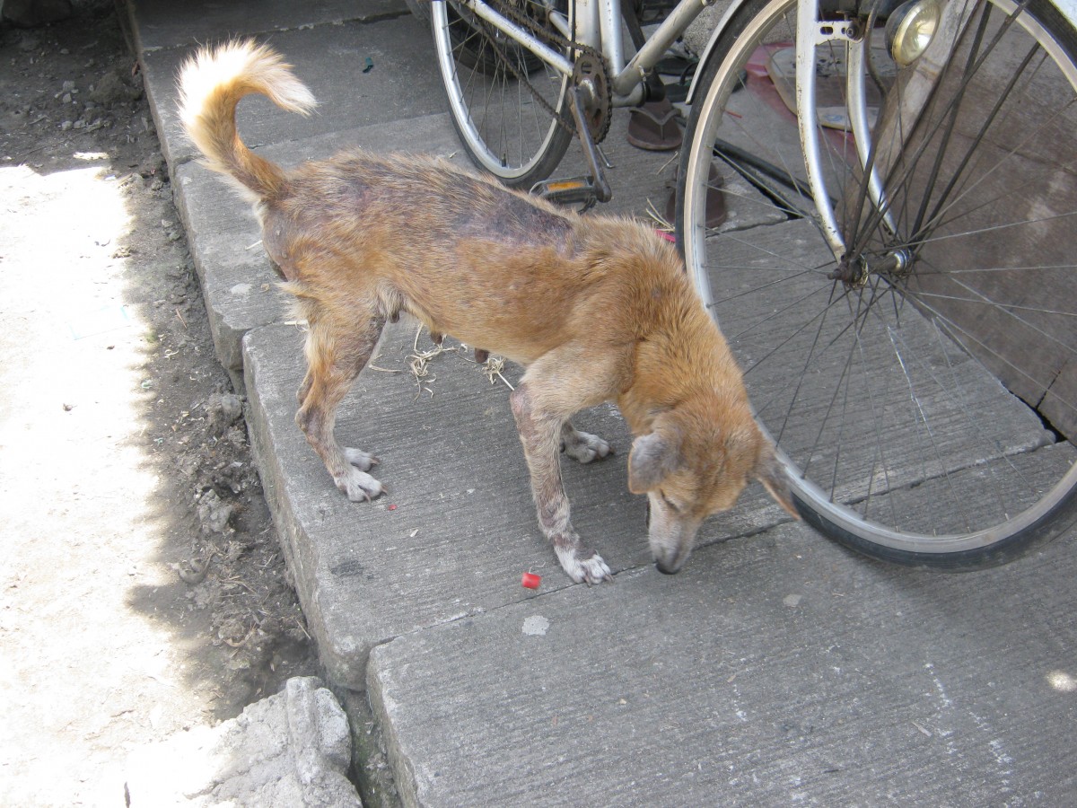 Dog with sarcoptic mange