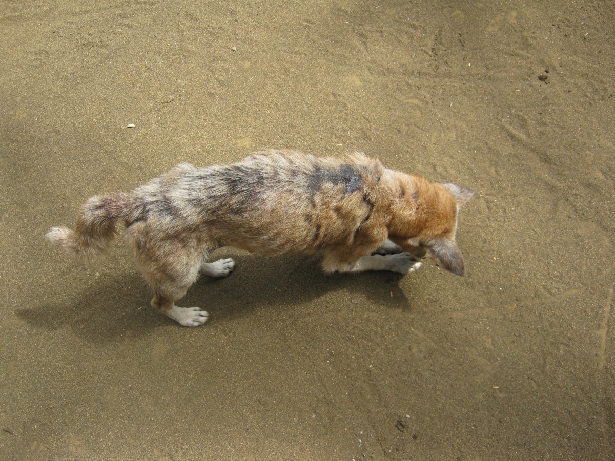 PETA helping dog with mange