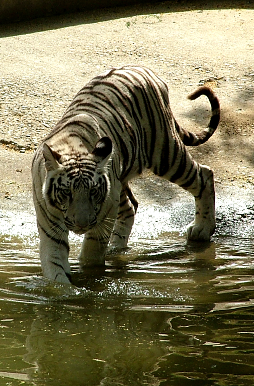 Tiger in zoo