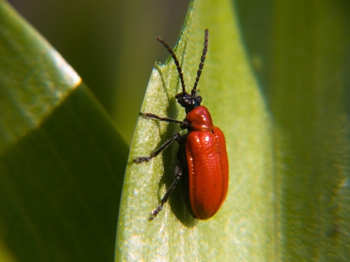 Red Bug