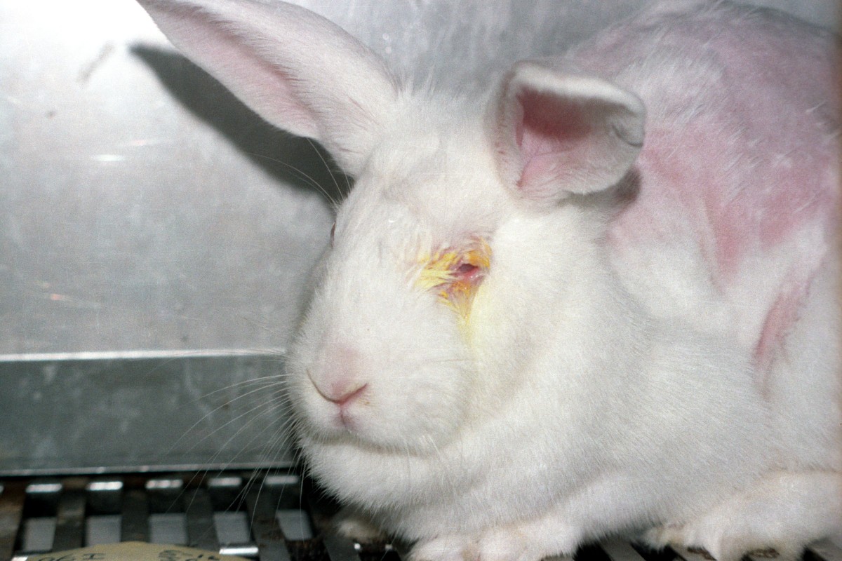 Rabbit used for experimentation