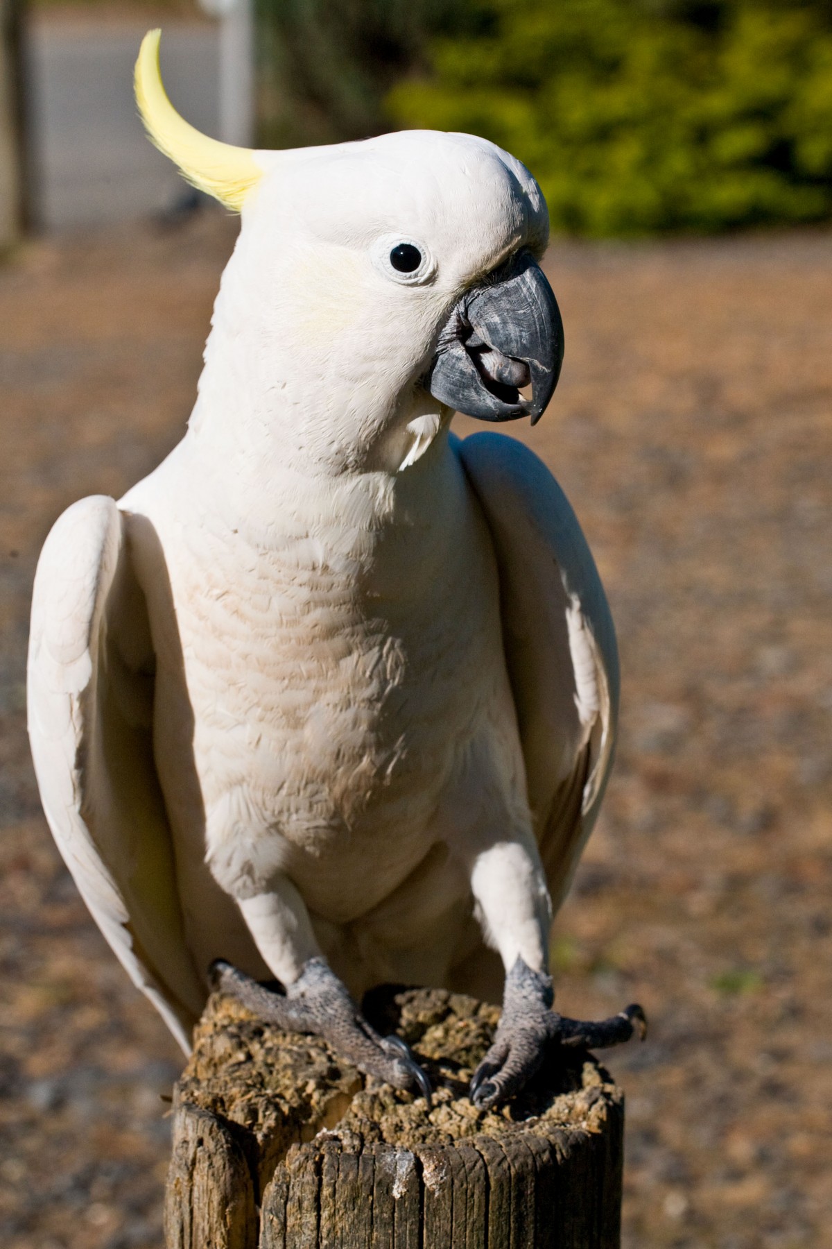 Cockatoo