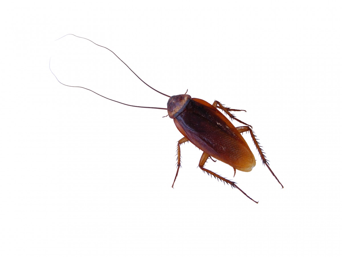 Cockroach