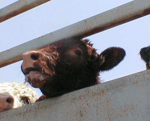 cow live export